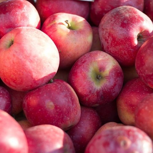 Осенние сорта яблонь  на букву  igra-erudit