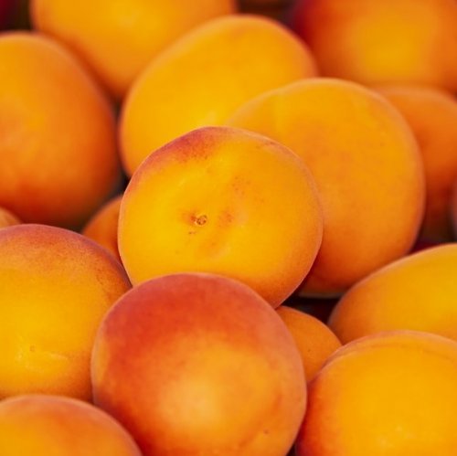 Сорта абрикоса  на букву  О