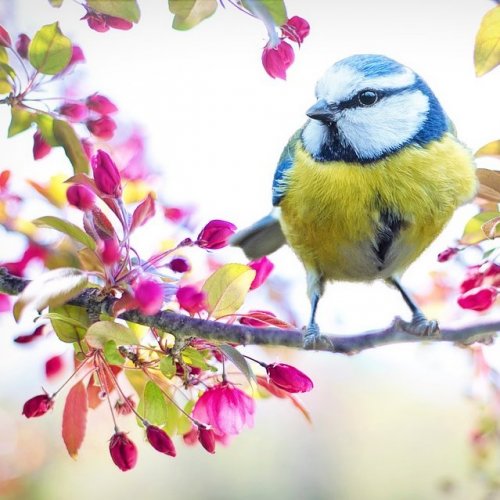 Пословицы и поговорки со словом «пташки»