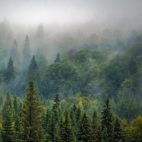 Пословицы и поговорки со словом «лес»