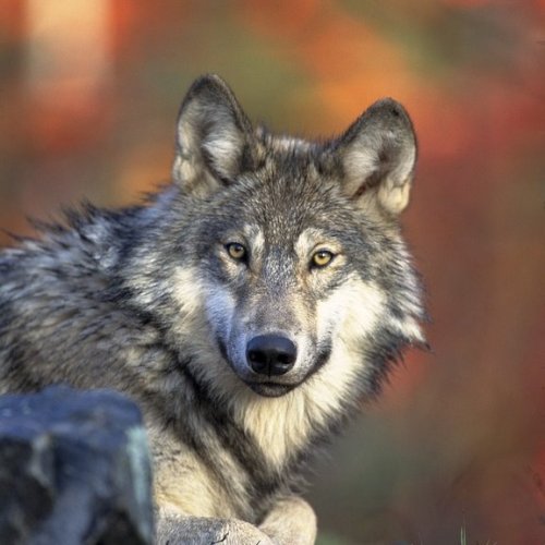 Пословицы и поговорки со словом «волк»