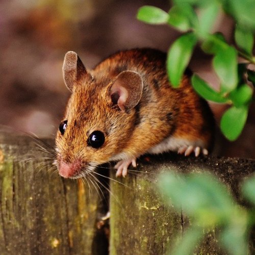 Пословицы и поговорки со словом «мышь»