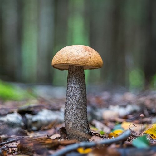 Список съедобных грибов