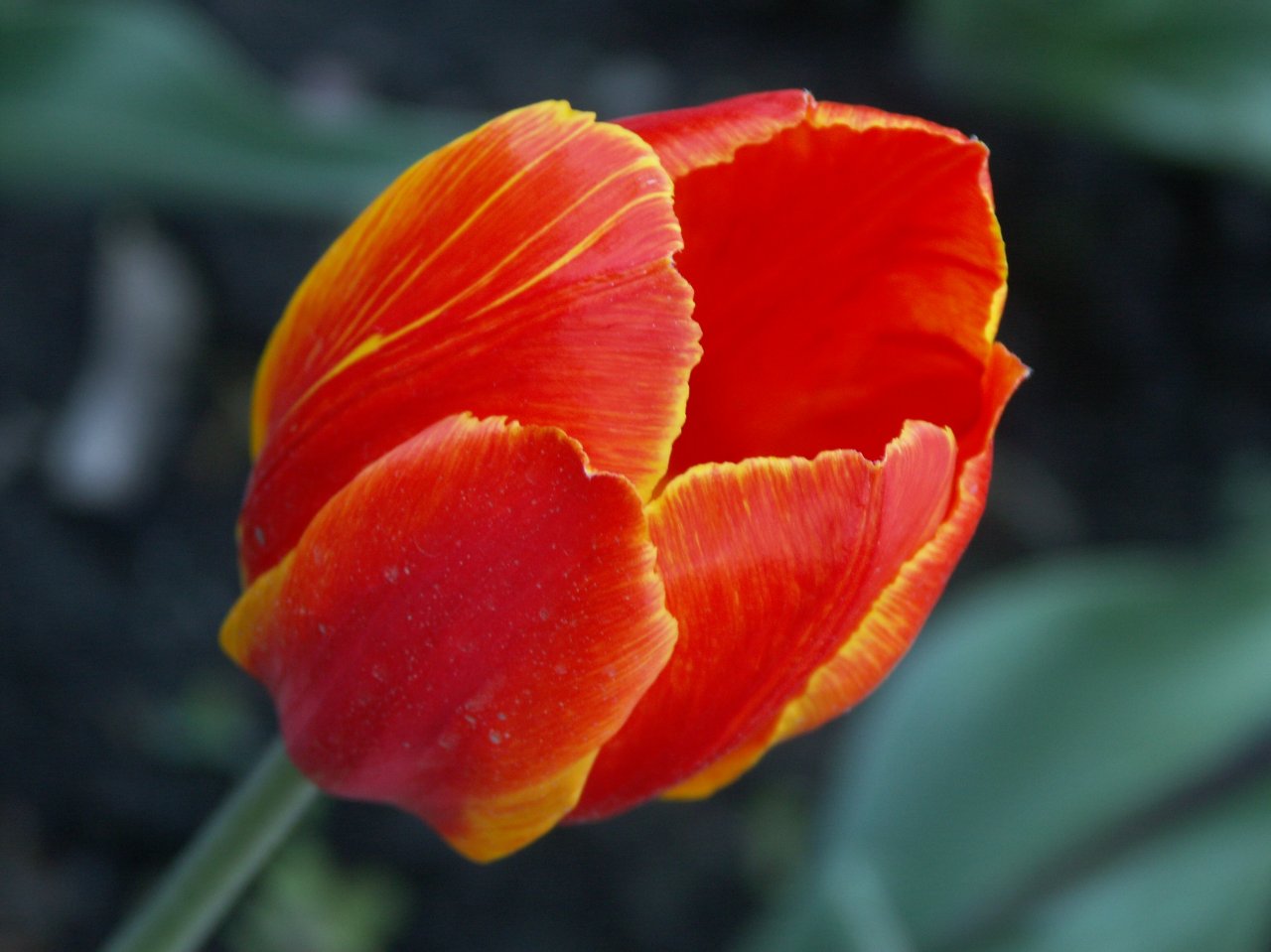 Пазл «Красный тюльпан»