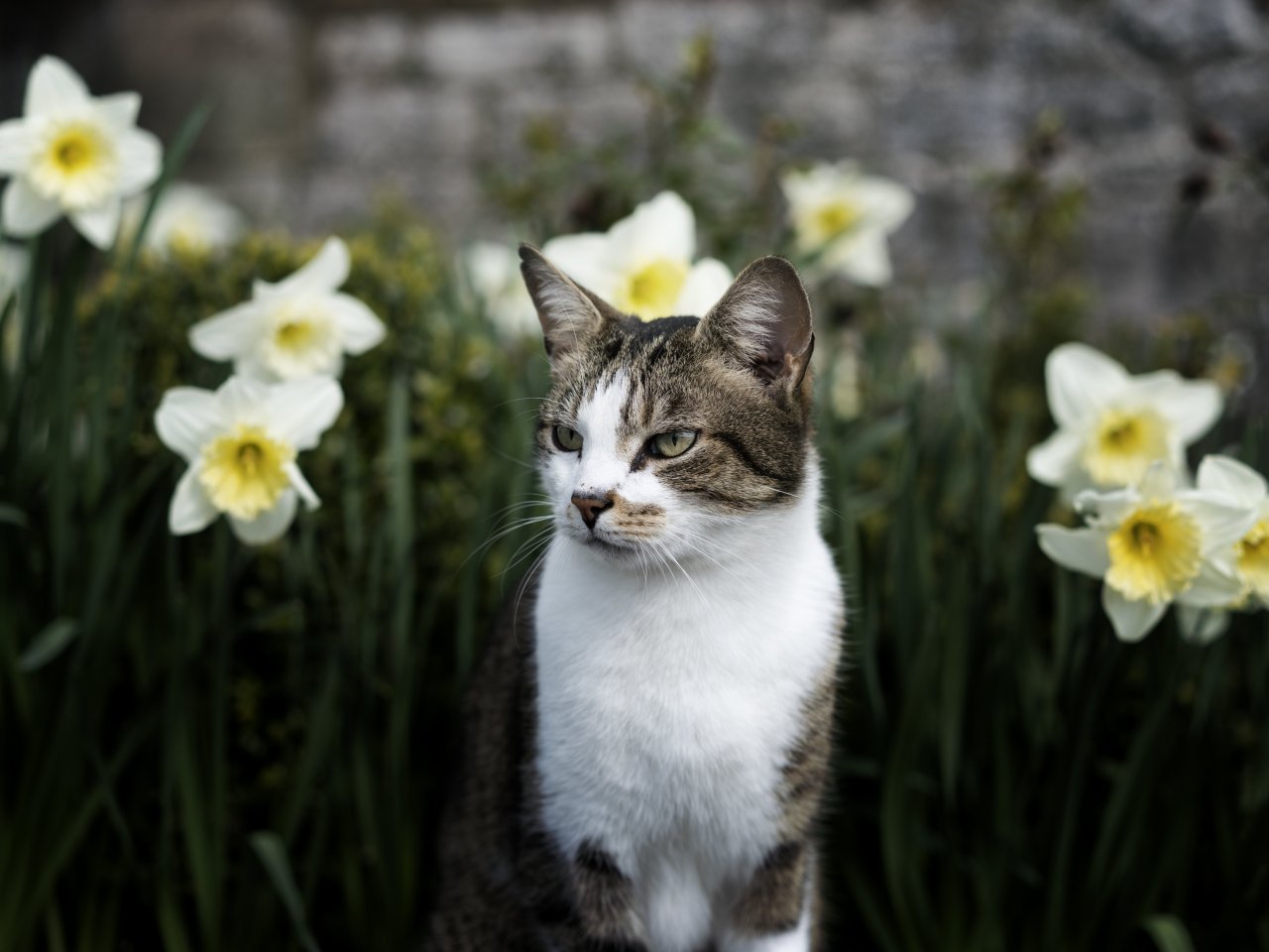 Пазл «Котик и нарциссы»