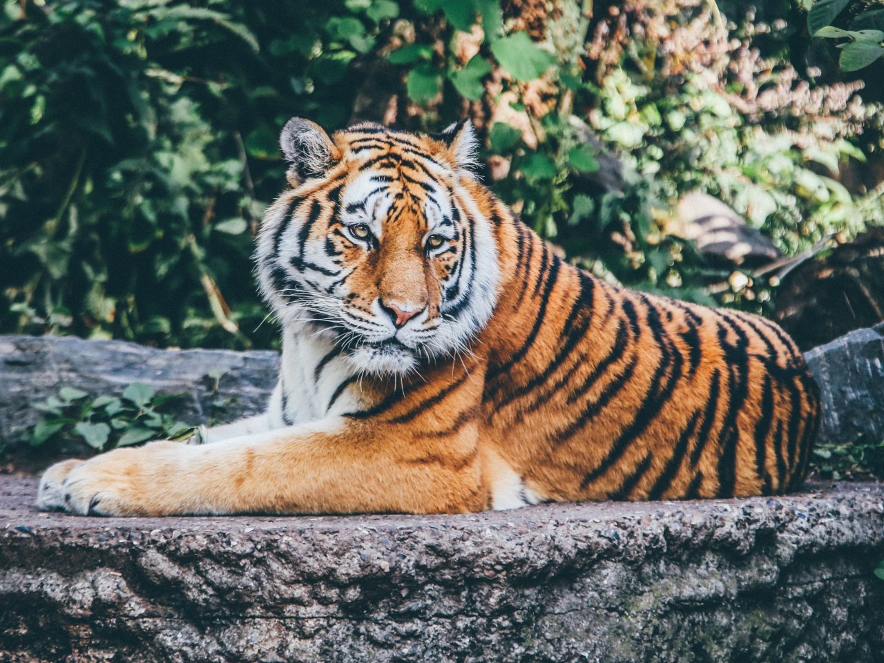 Пазл «Тигр на камне»