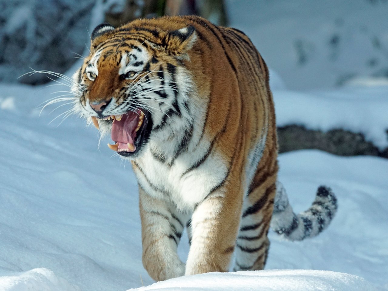 Пазл «Тигр на снегу»