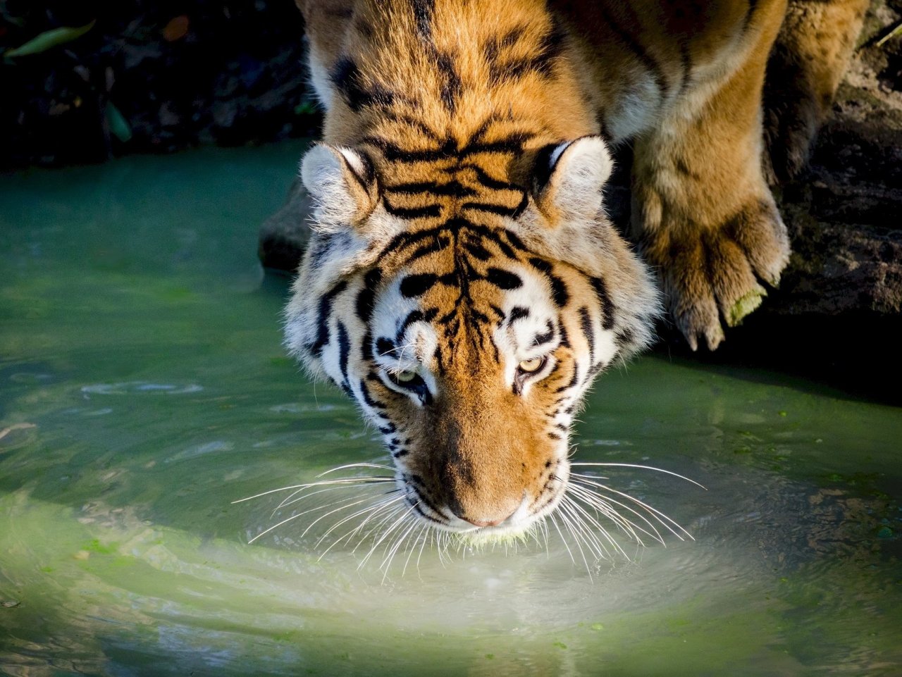 Пазл «Тигр у воды»