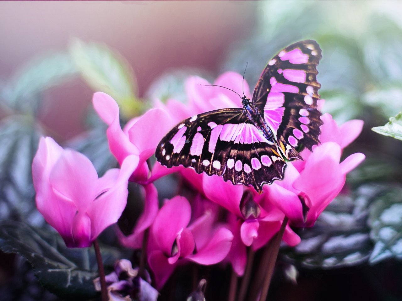 Пазл «Розовая бабочка»