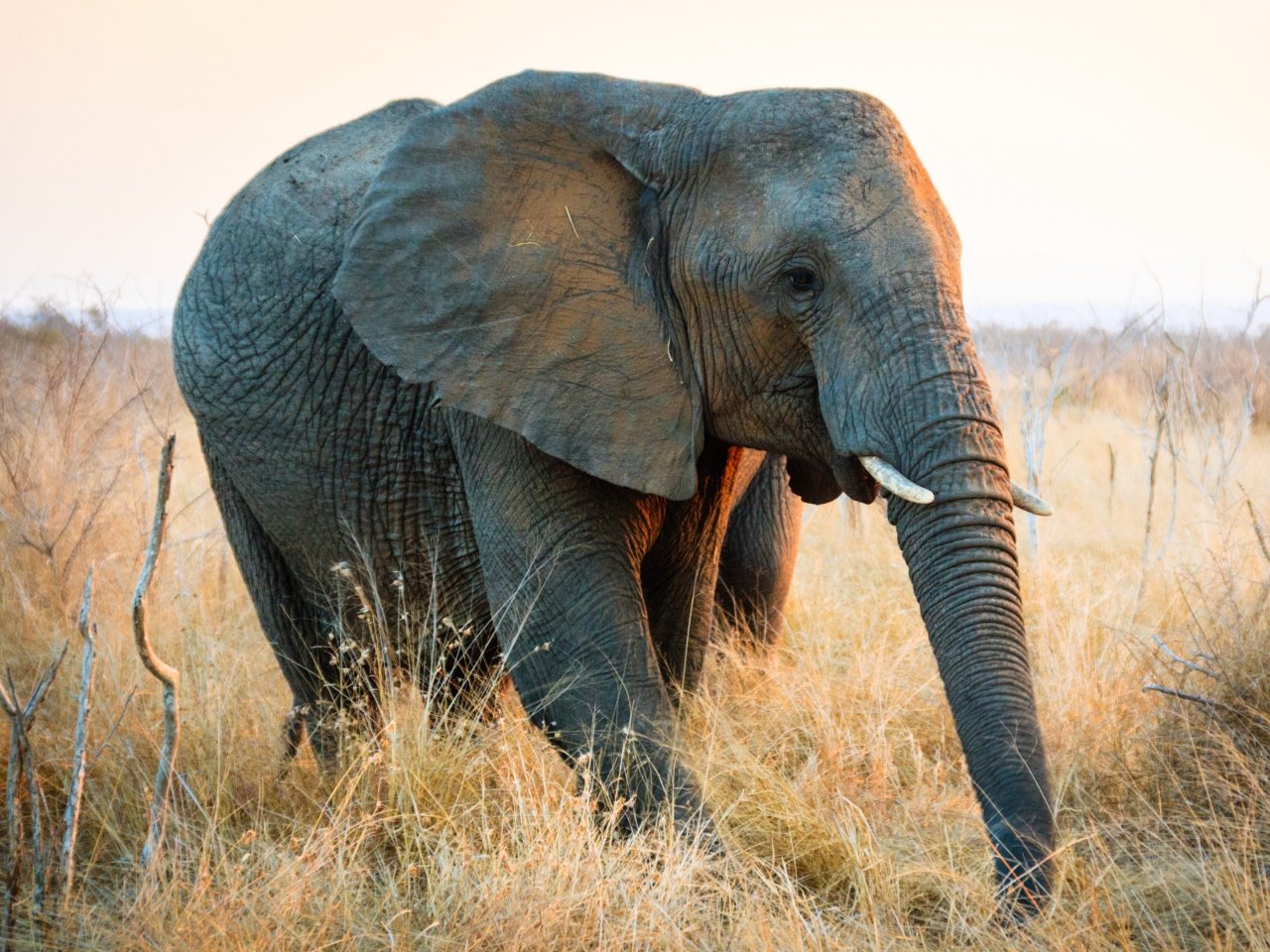 Пазл «Слоненок»