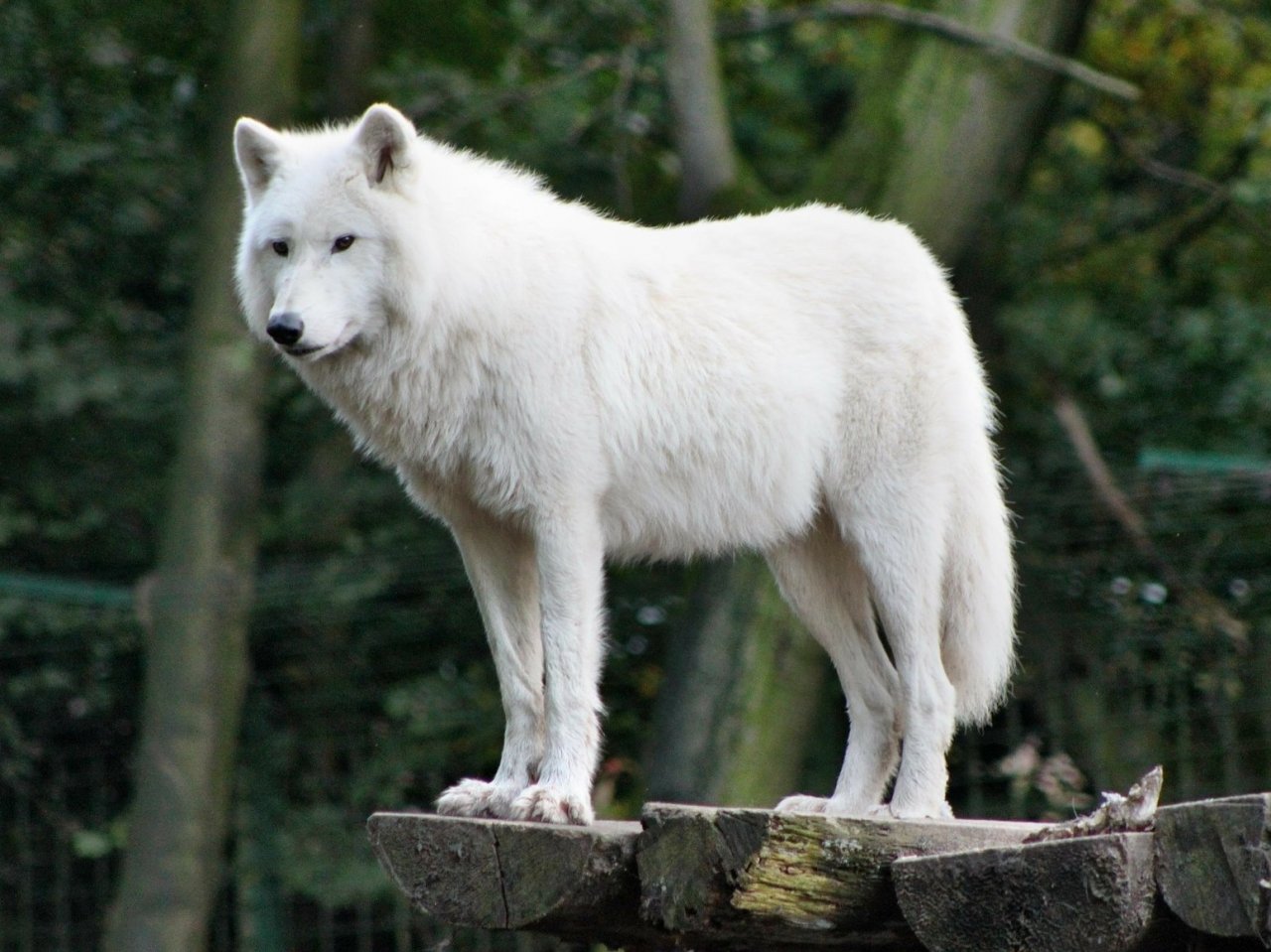 Белый и черный волк