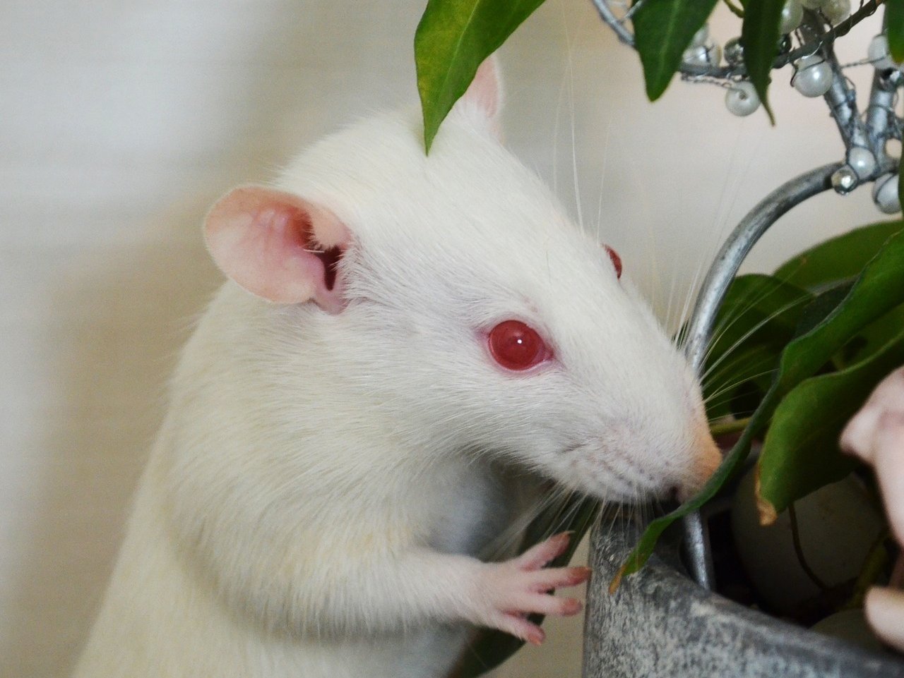 Домашние белые мыши. Крыса Дамбо альбинос. Крысята Дамбо альбинос. Крыса белая альбинос Дамбо. Декоративная крыса альбинос.