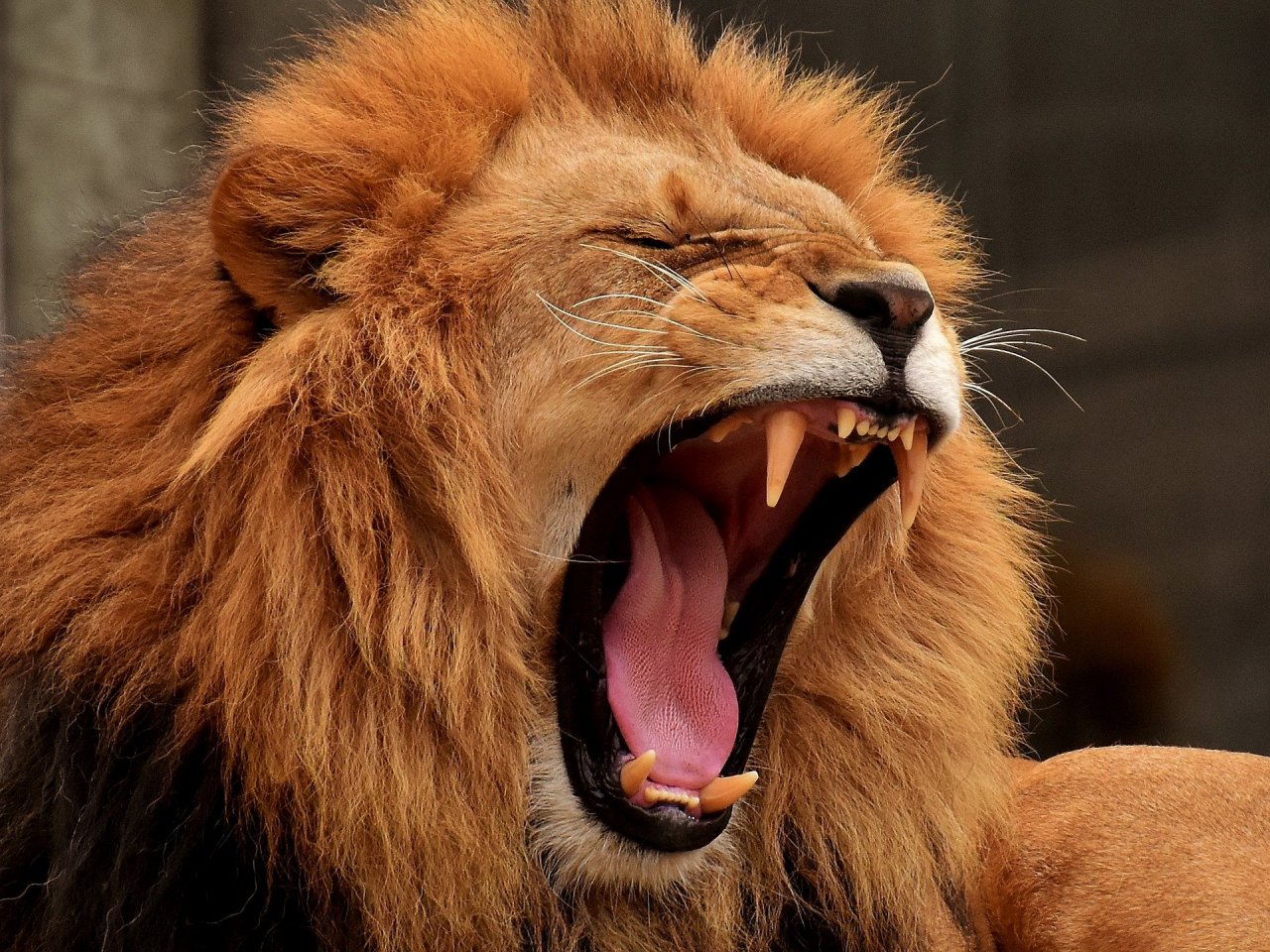 Пазл «Рычащий лев»