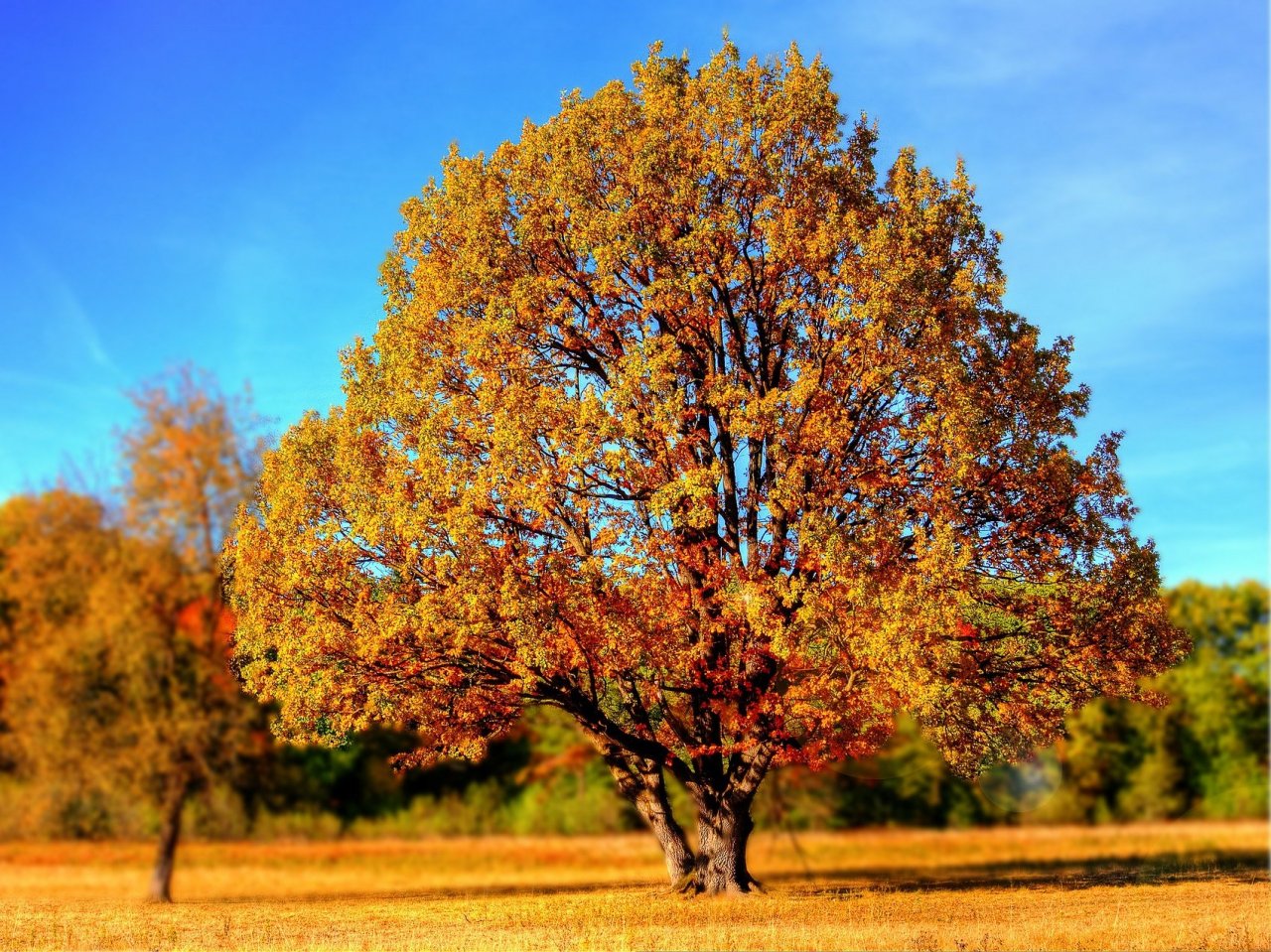 Пазл «Осеннее дерево»