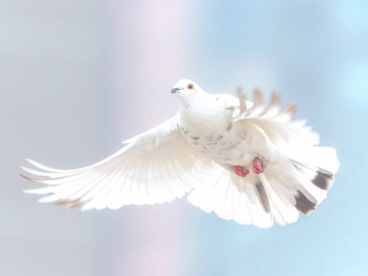 Пазл «Белый голубь»