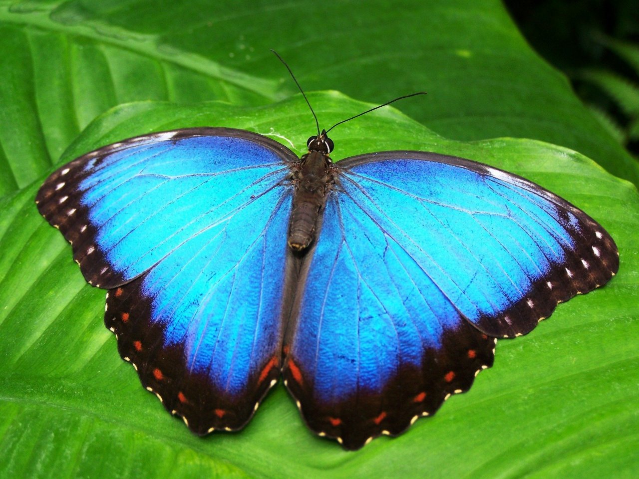 Пазл «Тропическая бабочка Морфо»