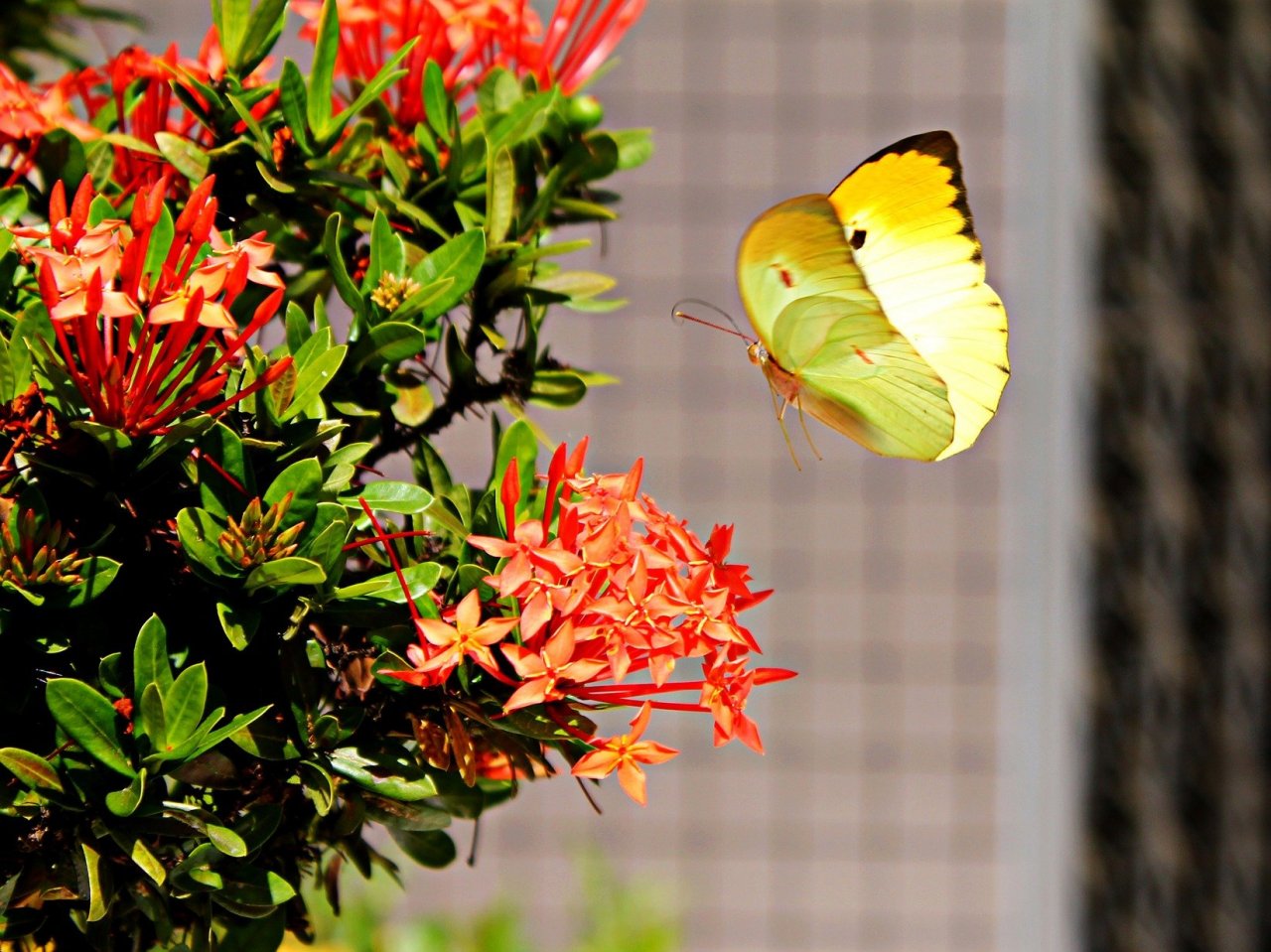 Пазл «Бабочка Бримстон (крушинница, лимонница) и цветы»