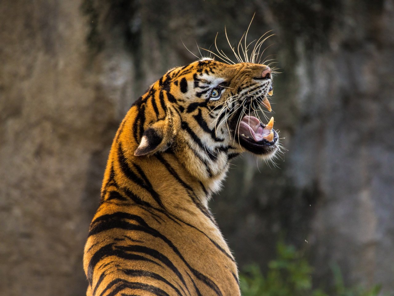 Пазл «Рычащий тигр»