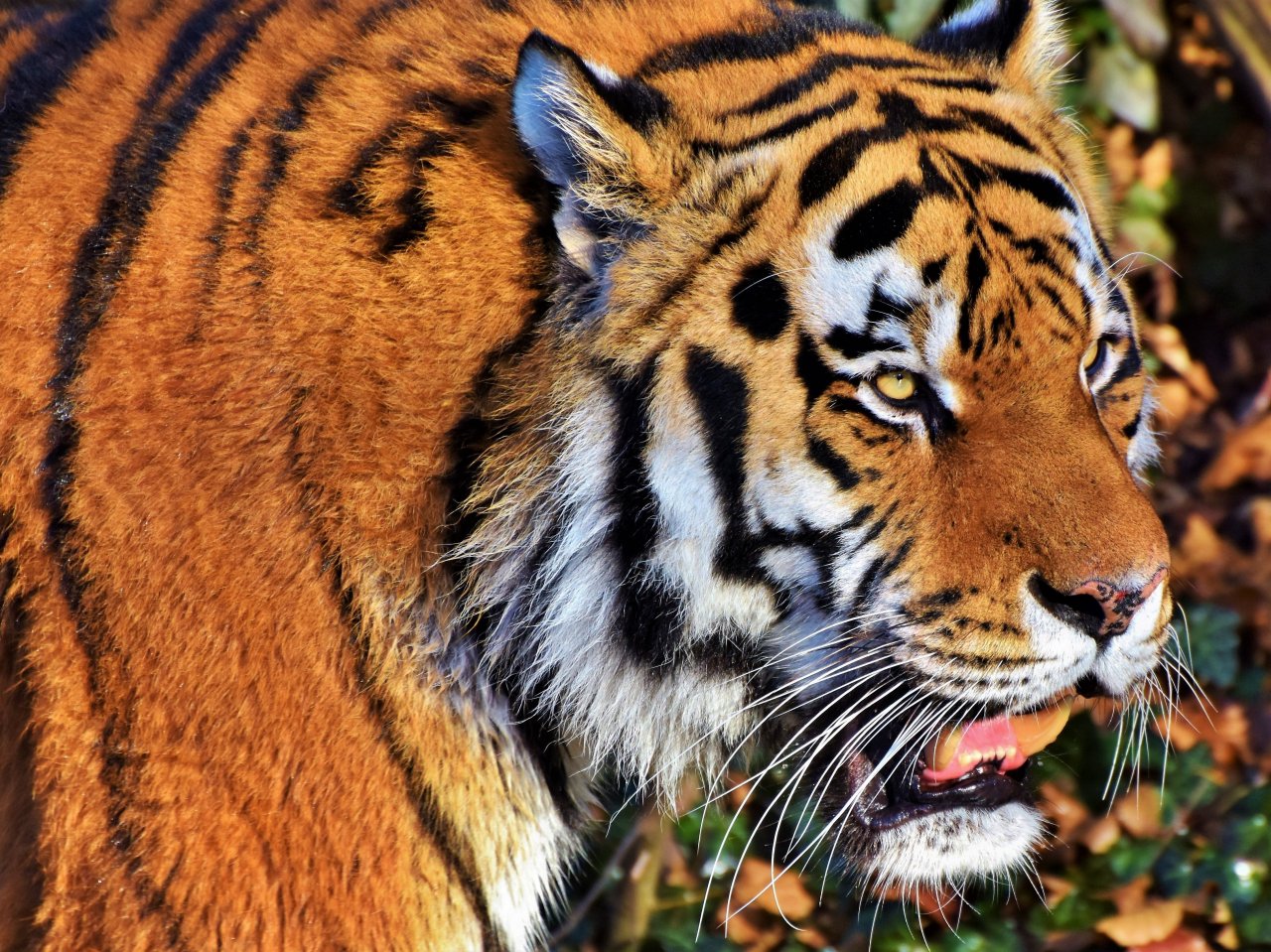Пазл «Тигр»