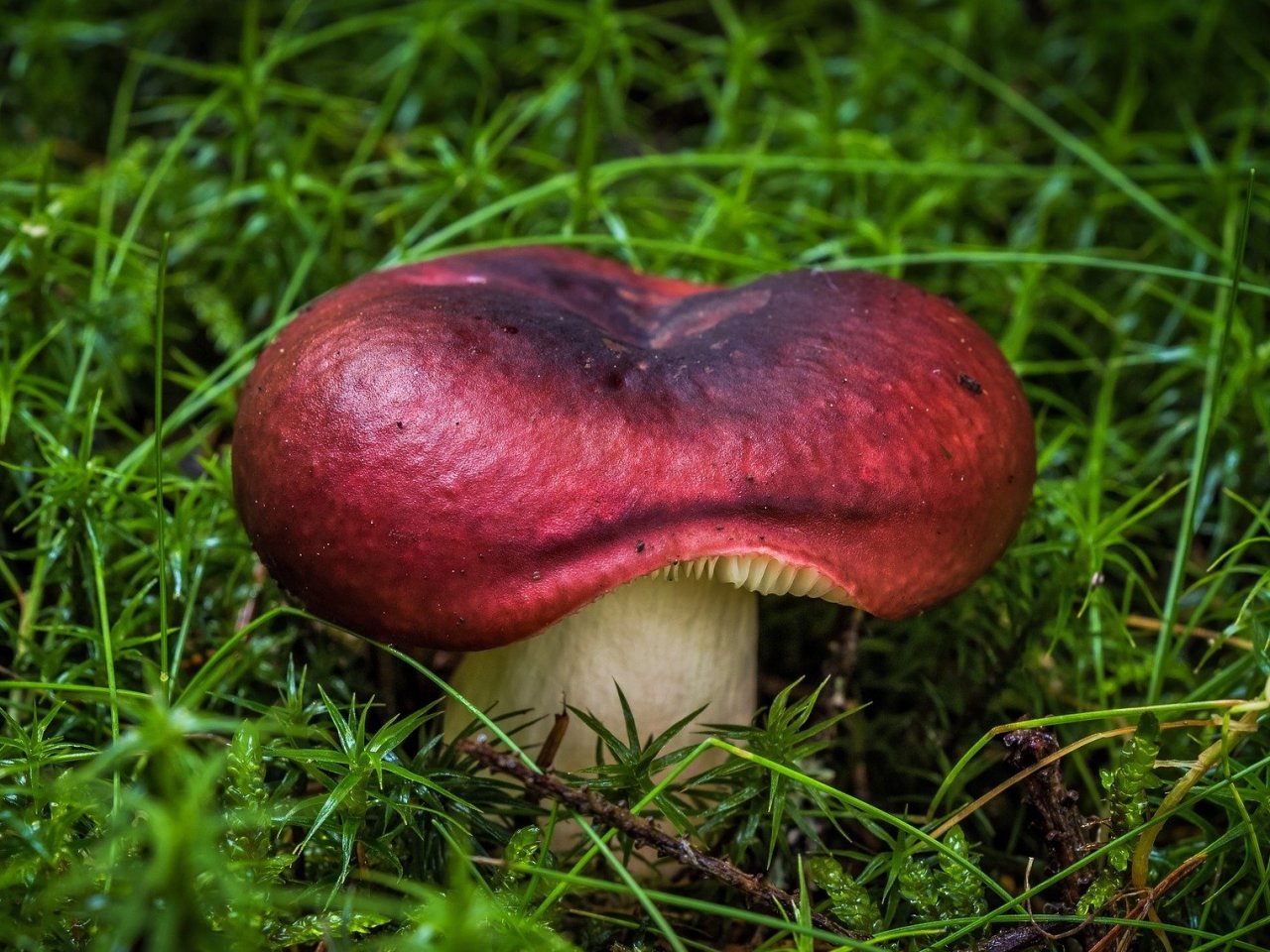 Фотографии грибов