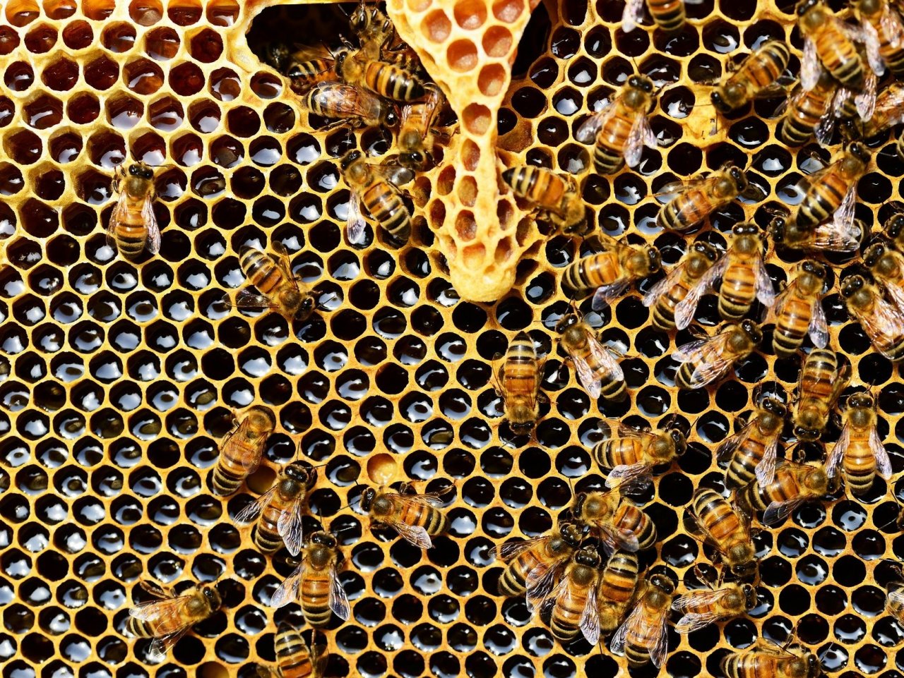 Пазл «Соты с пчёлами»
