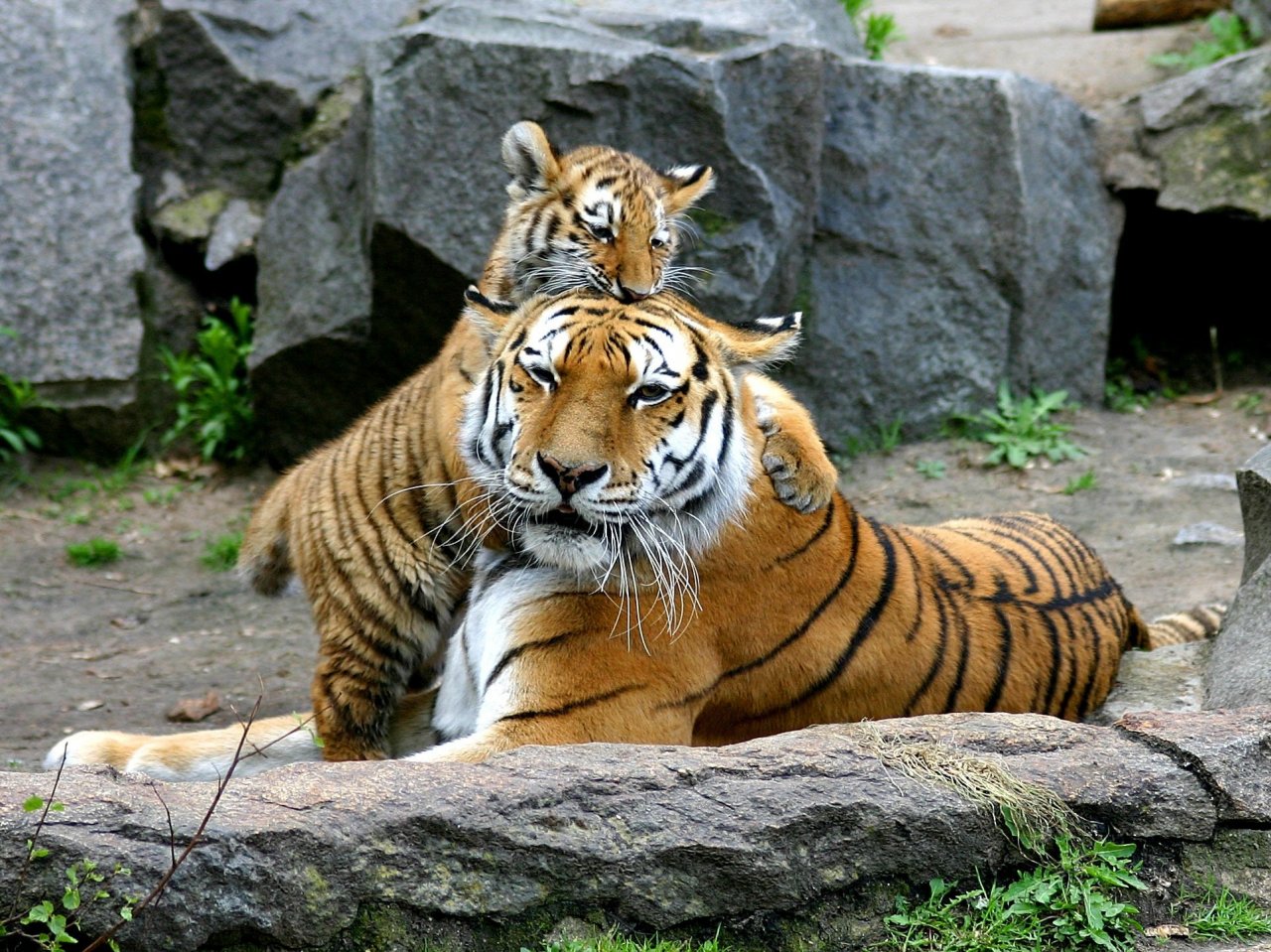 Пазл «Тигр с тигренком»