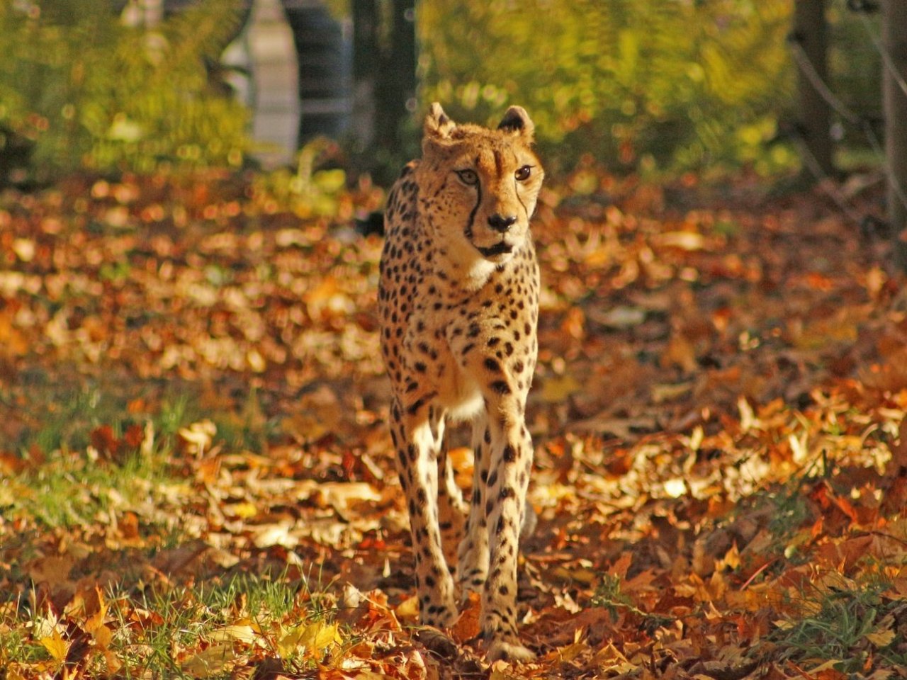 Пазл «Осенний гепард»
