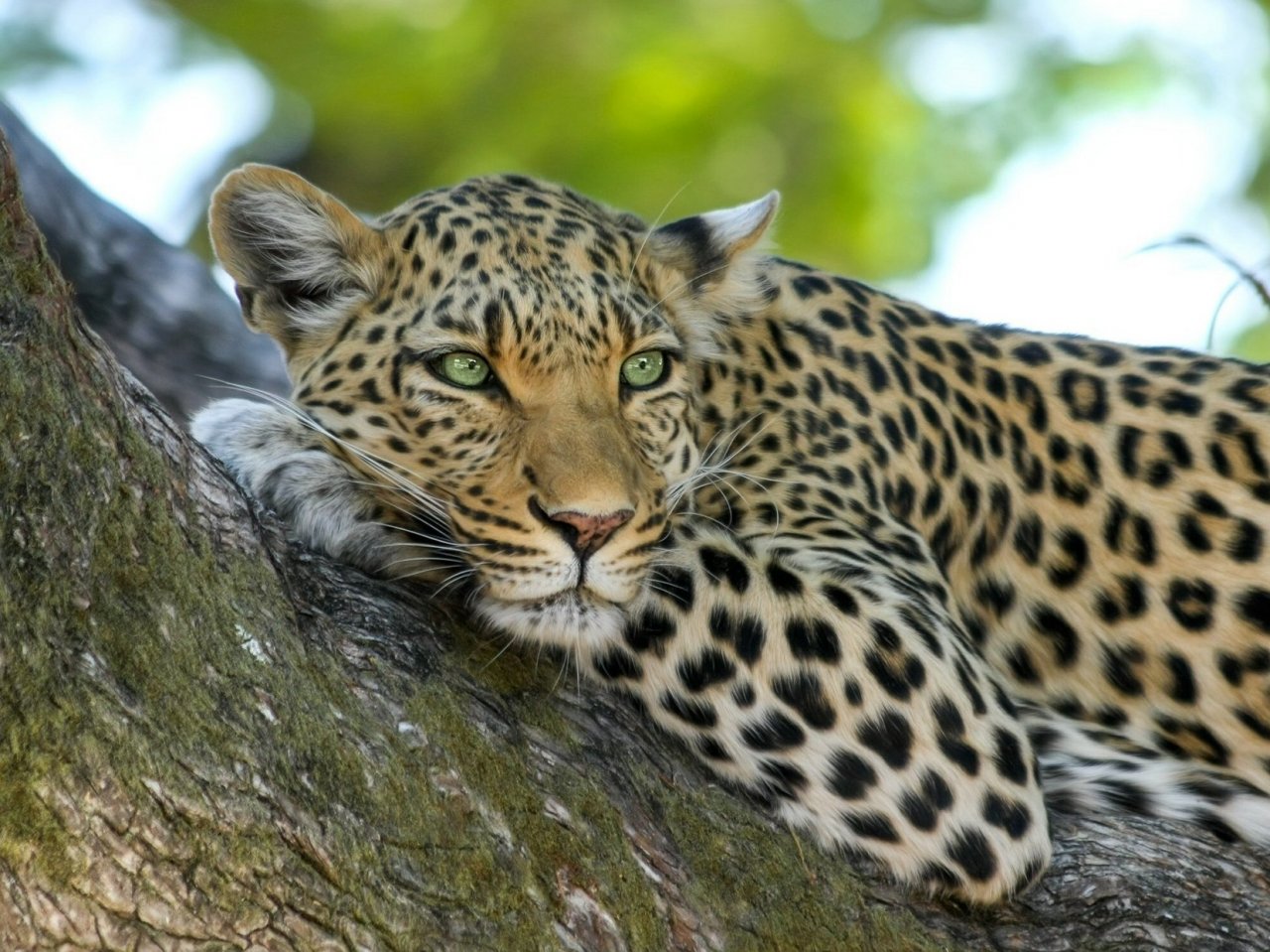 Пазл «Задумчивый леопард»