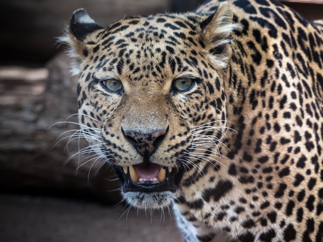 Пазл «Рычащий леопард»