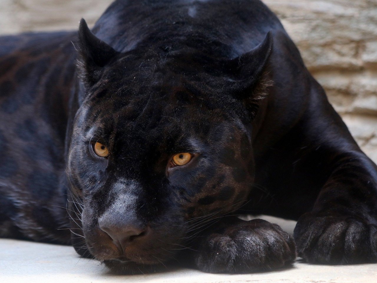 Пазл «Черная пантера Багира»