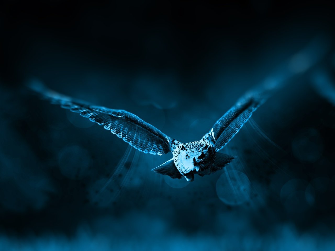 Пазл «Ночной полет совы»
