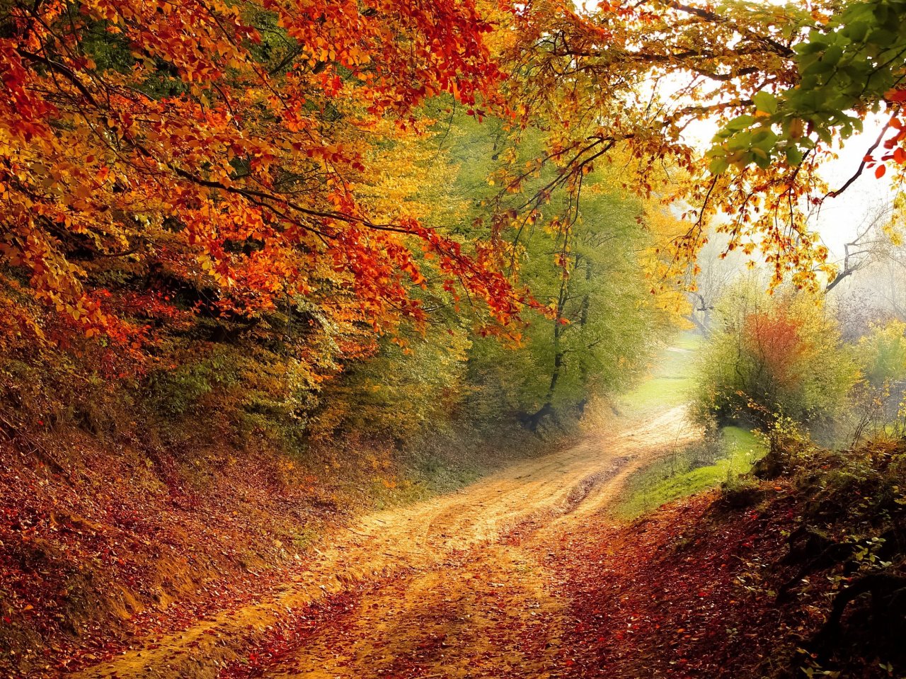 Пазл «Осенняя дорога»