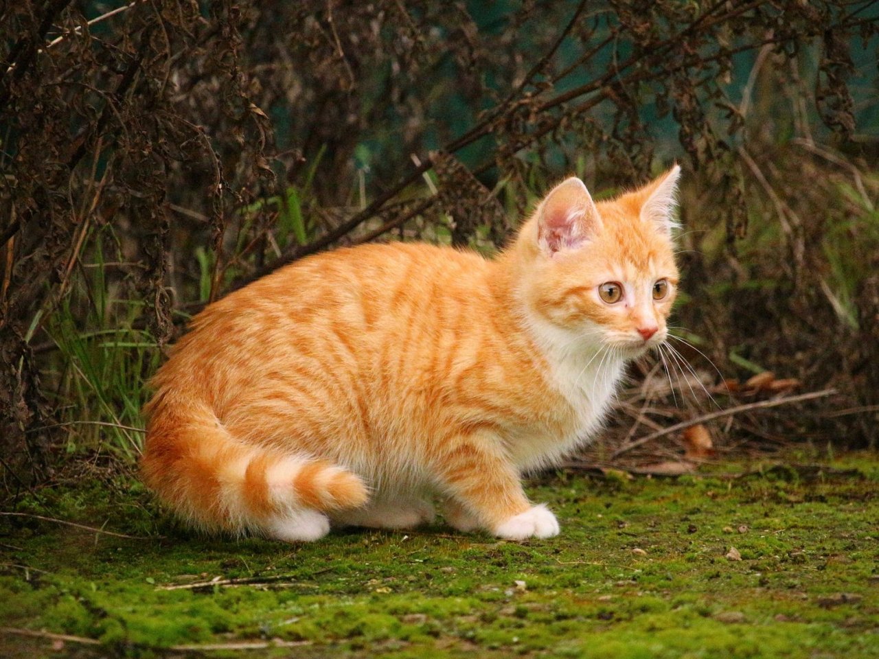 Рыже белый кот беспородный. Беспородные рыжие котята. Рыжий полосатый кот. Red spotted tabby. Жизнь рыжика