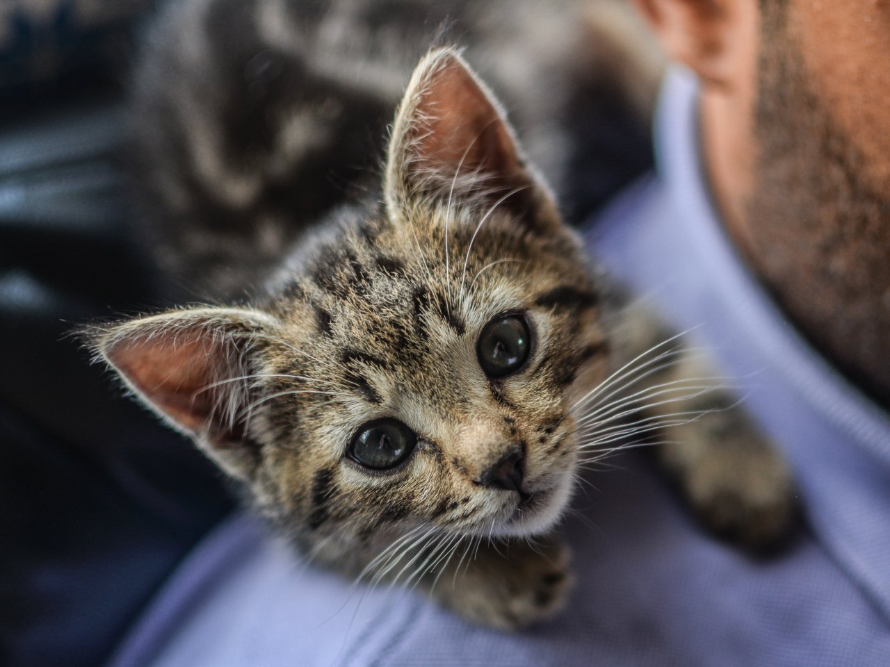 Пазл «Полосатый котёнок»