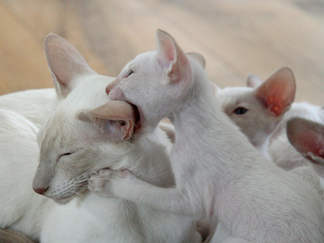 Пазл «Белая кошка с котятами»
