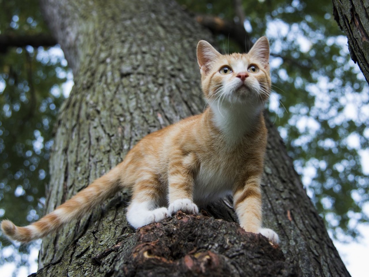 Пазл «Рыжий котёнок на дереве»