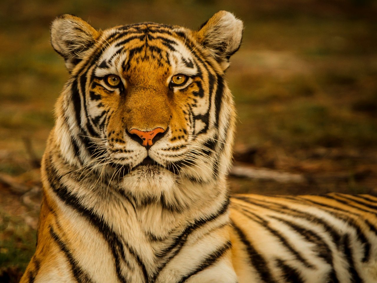 Пазл «Красивый тигр»
