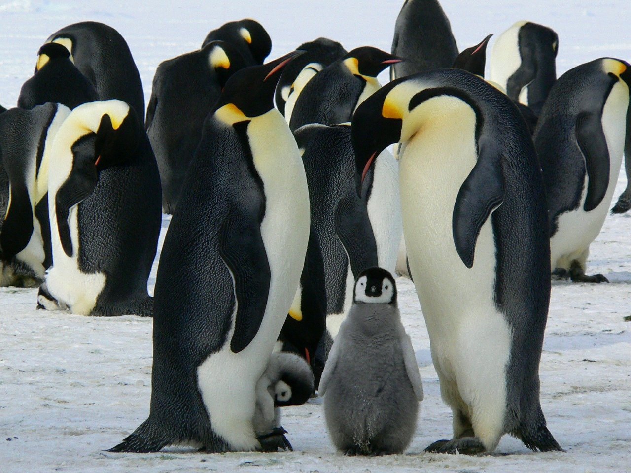 Пазл «Императорские пингвины»
