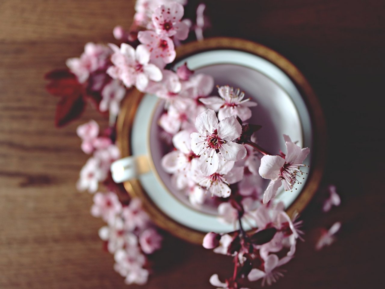 Пазл «Цветы вишни в чашке»