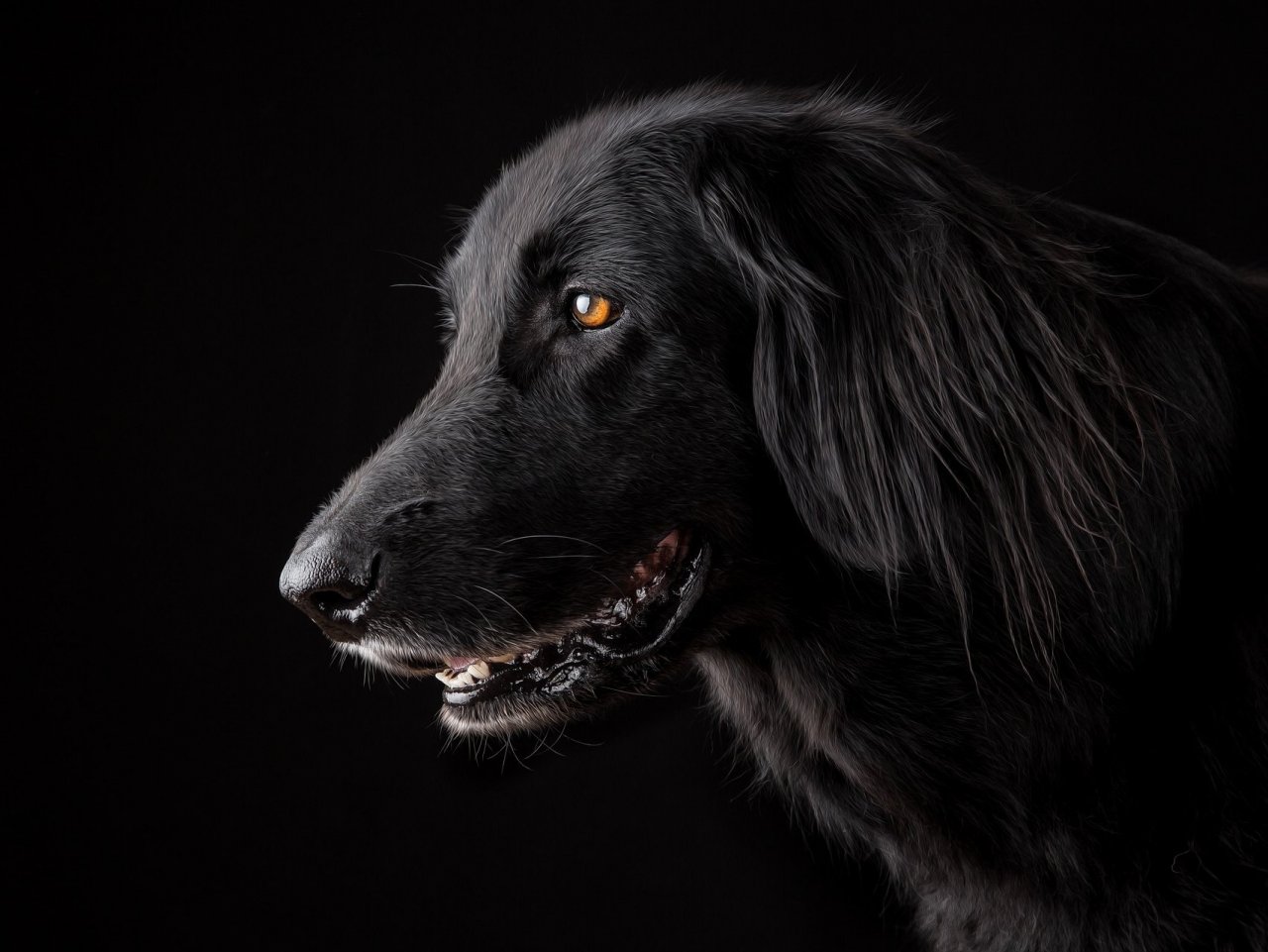 Пазл «Чёрная собака»