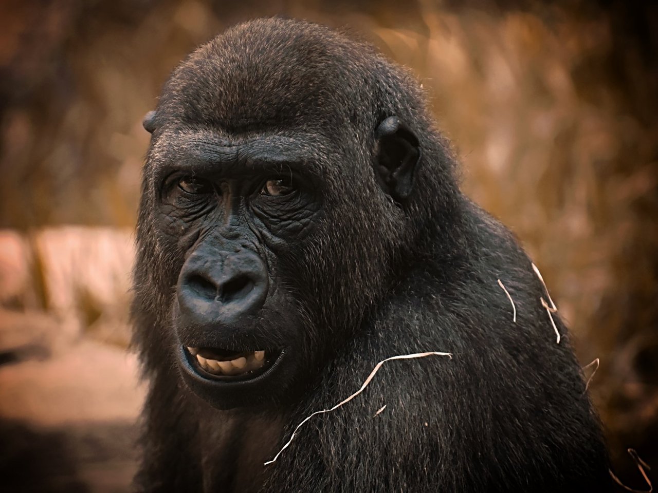 Пазл онлайн: Портрет гориллы