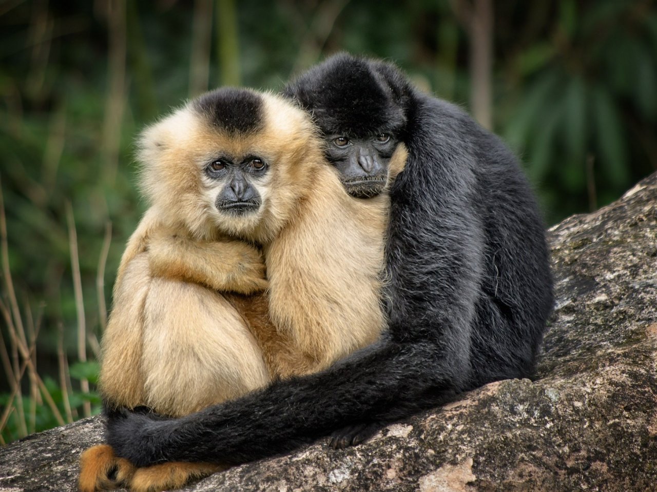 Пазл «Влюблённые обезьянки»