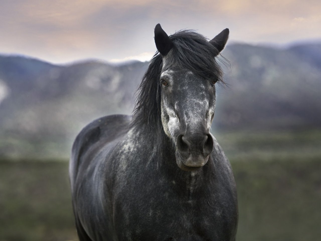 Пазл «Красивый конь в горах»