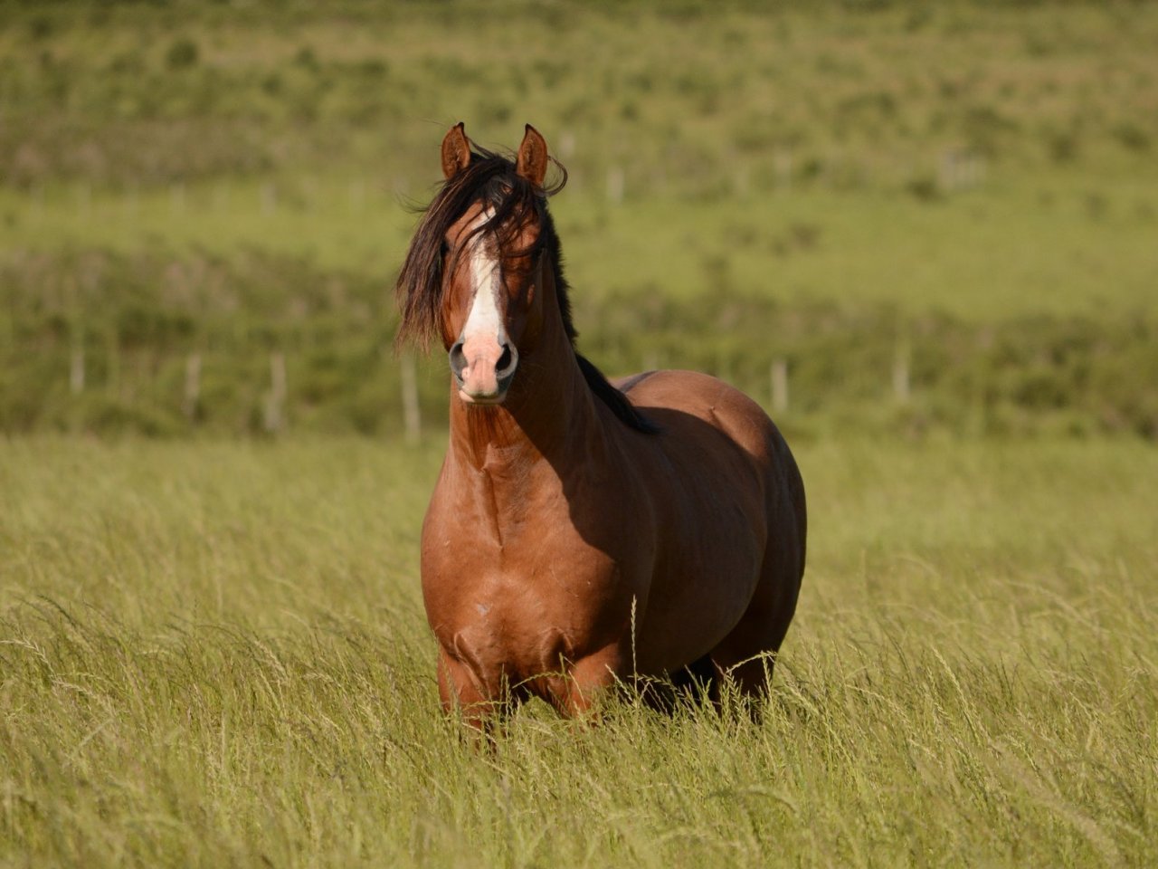 Пазл «Красивая лошадка в поле»