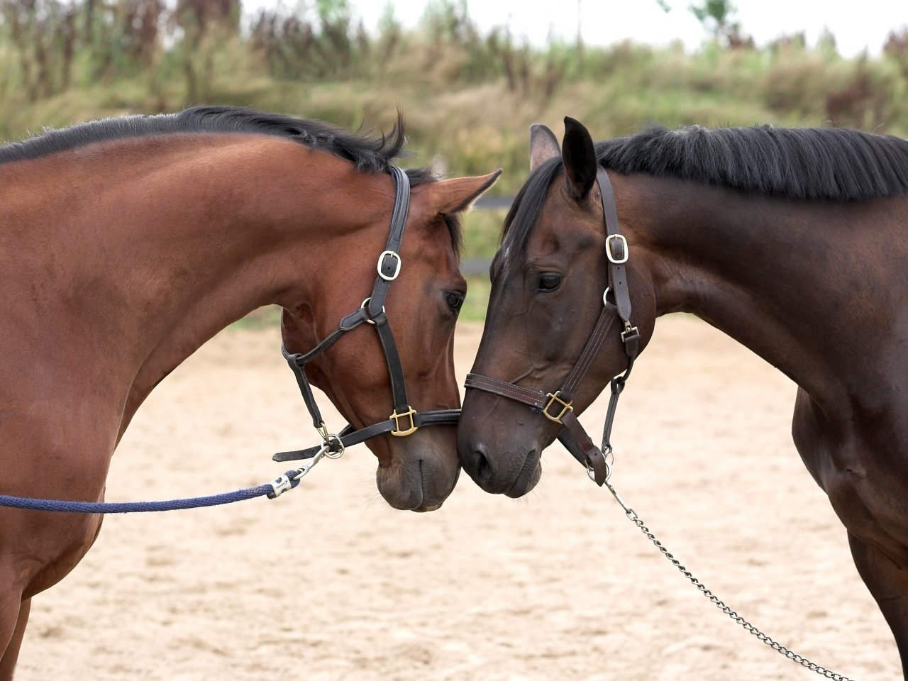 Пазл «Влюблённые лошади»