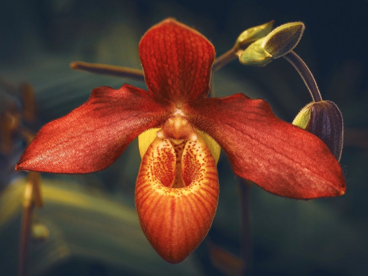 Пазл: Оранжевая орхидея