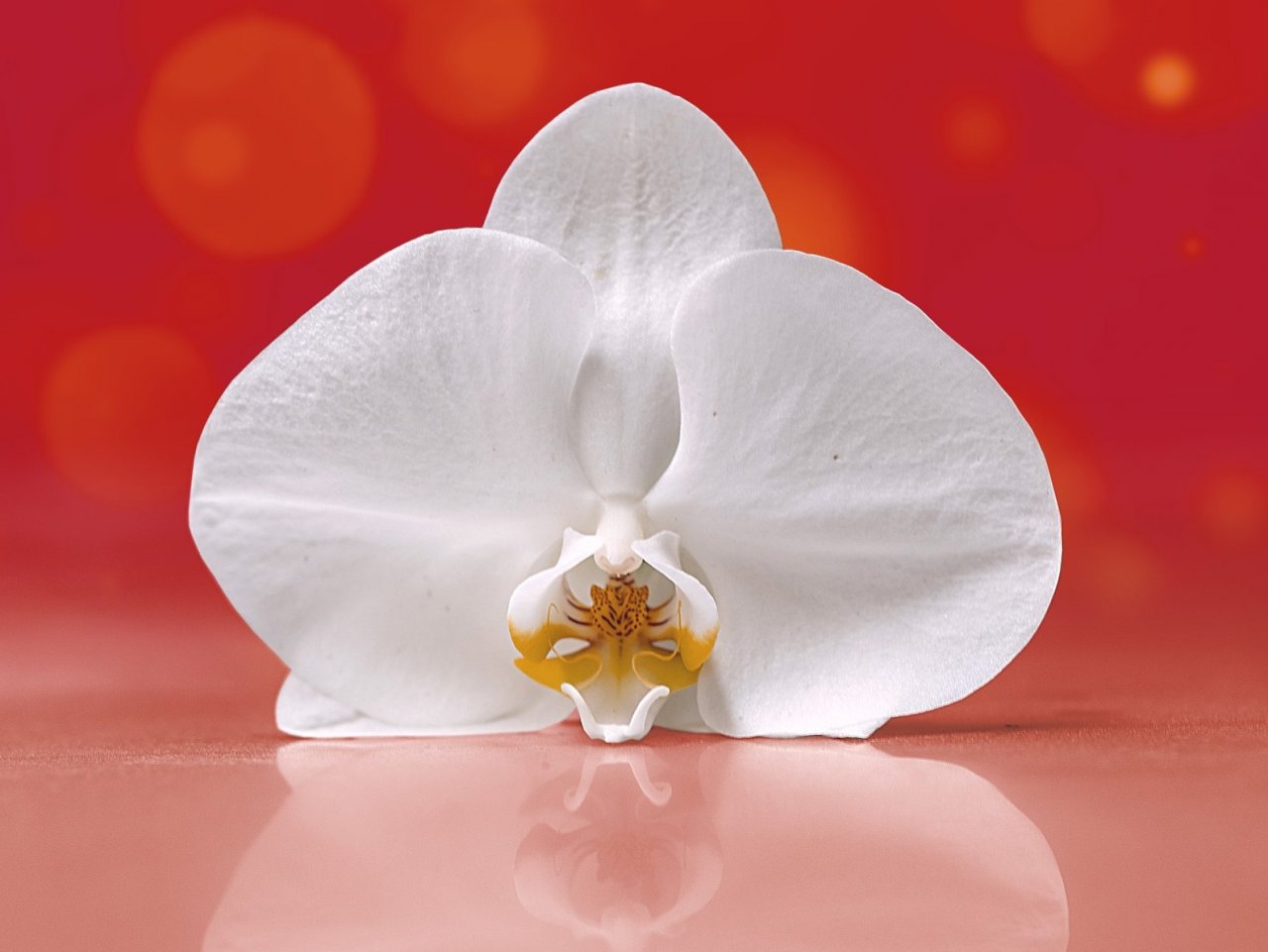 Пазл онлайн: Белая орхидея на красном фоне
