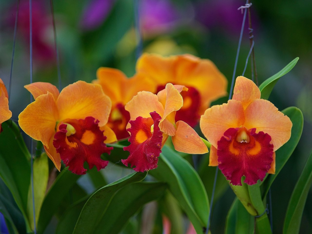 Пазл онлайн: Оранжевые орхидеи