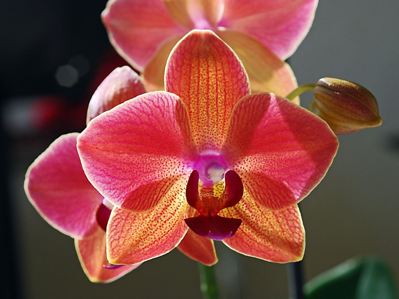 Пазл онлайн: Яркая орхидея