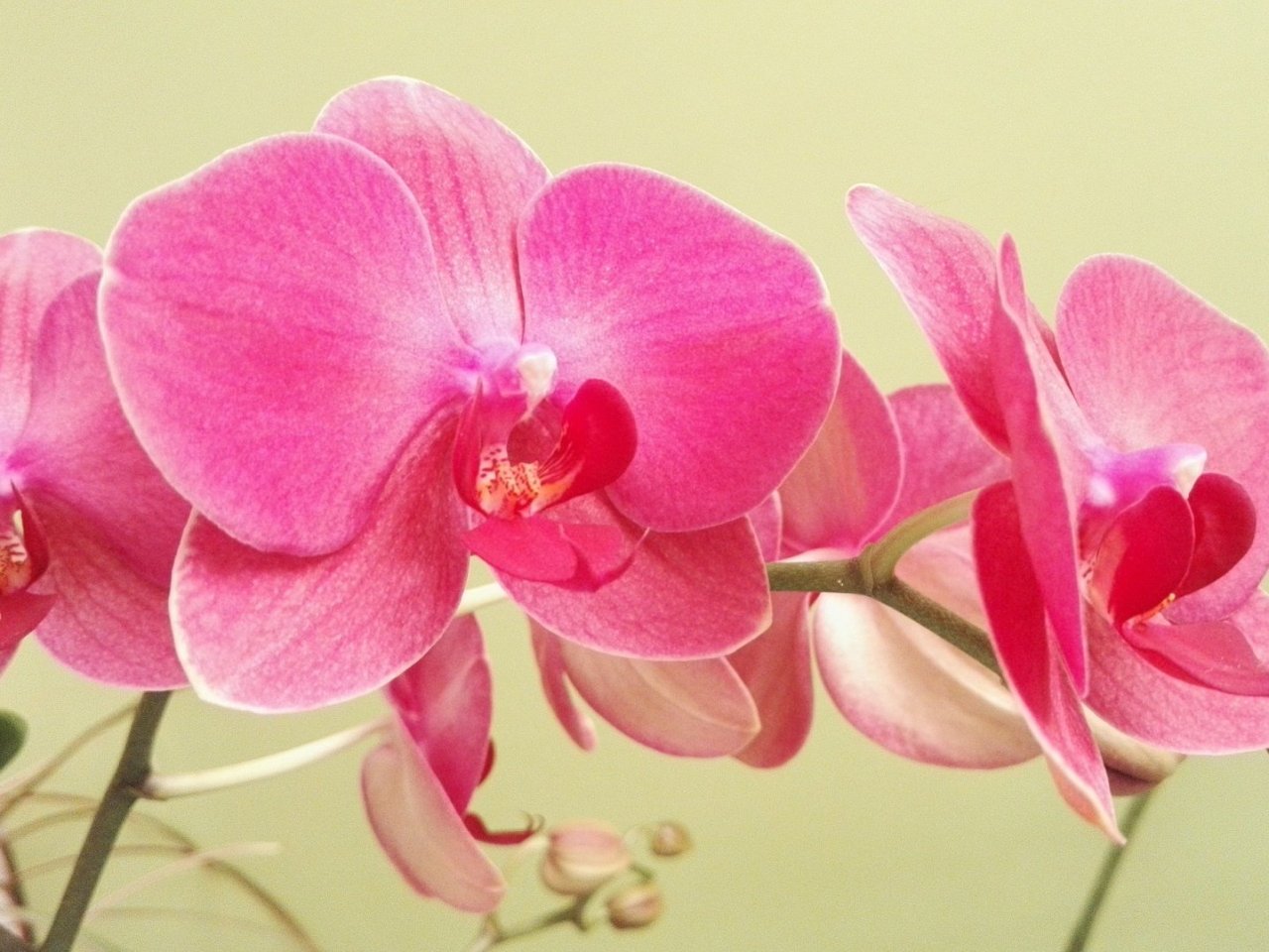 Пазл онлайн: Ярко-розовая орхидея